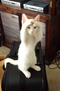 Confused Kitty