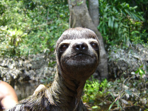 Crazy Little Sloth