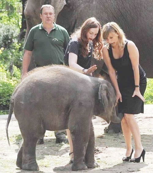 curious elephant
