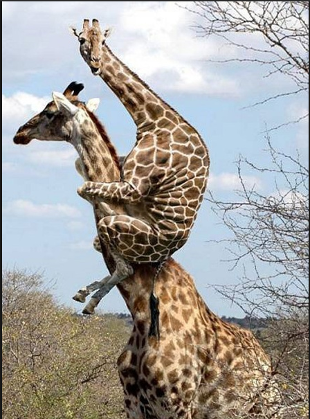 When I see a Spider