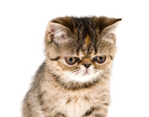 Judging Kitty is Judging You.