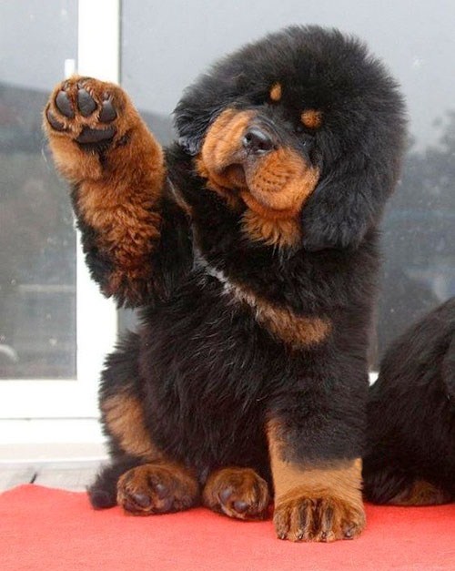mastiff puppy