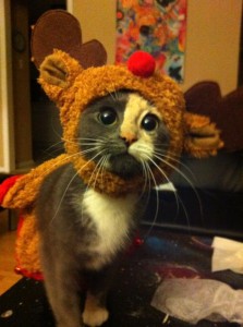 She's an adorable reindeer kitty hybrid.
